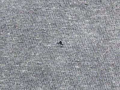 画像3: 1980s〝ストレイキャッツ〟83年STRUTTIN' ACROSS AMERICAツアーTシャツ